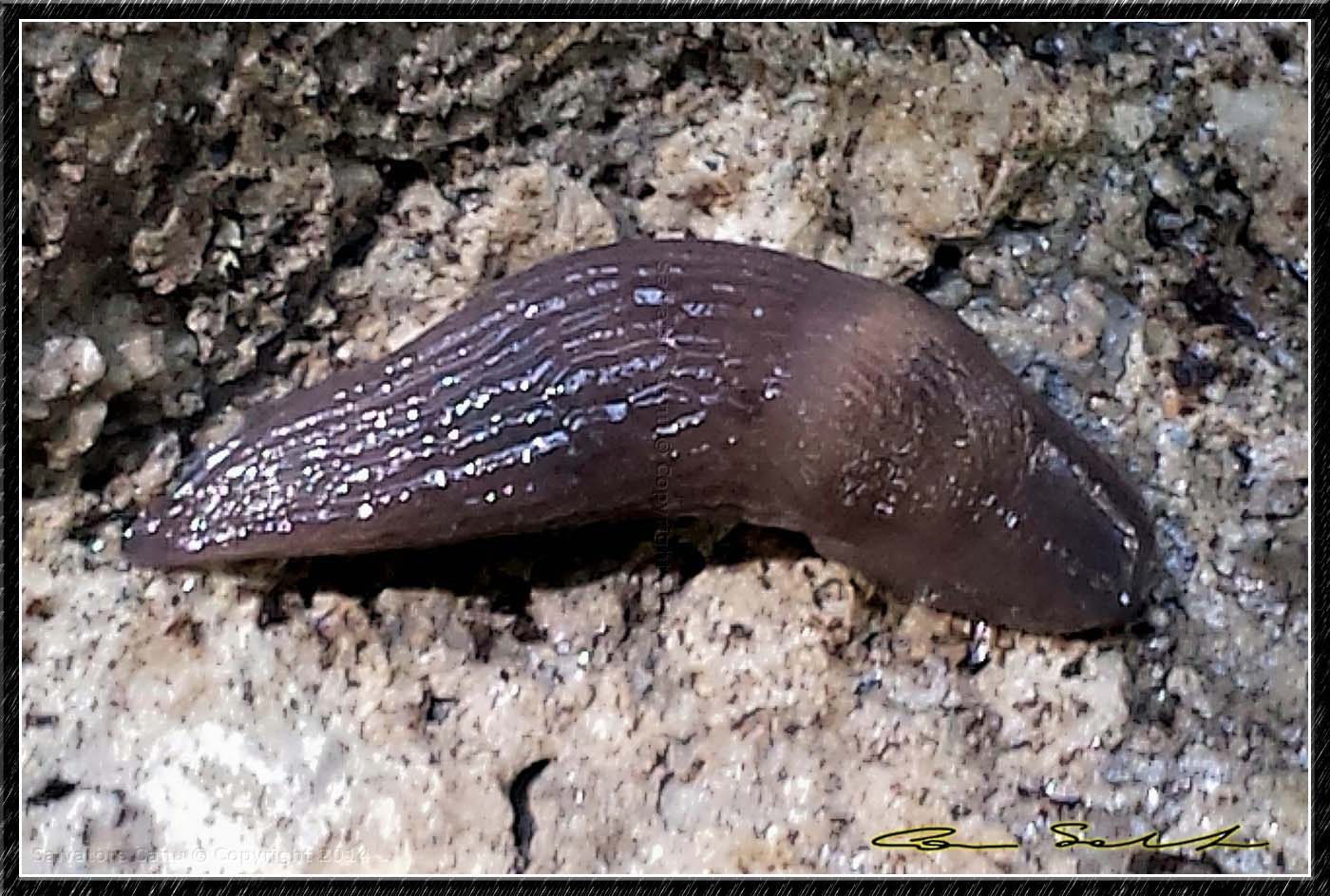 Giovani Limax da Bologna